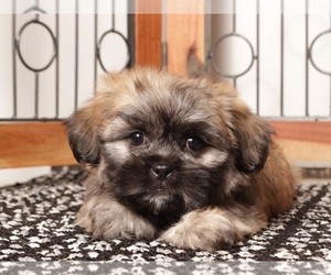Zuchon Puppy for sale in NAPLES, FL, USA