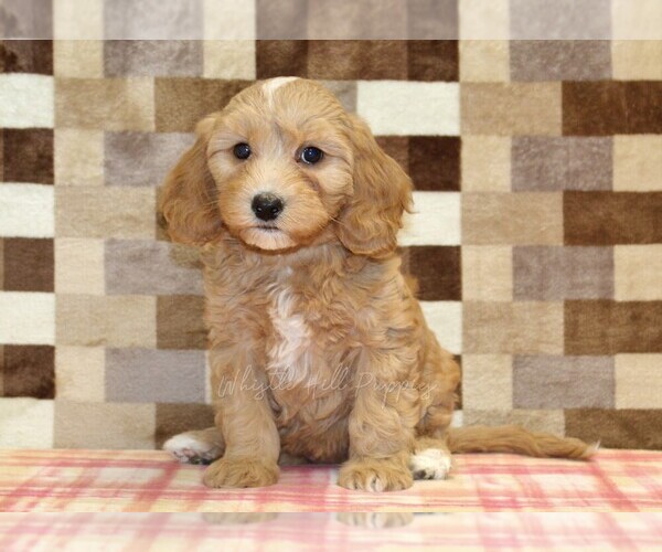 Medium Photo #3 Bernedoodle (Miniature)-Cavapoo (Miniature) Mix Puppy For Sale in DENVER, PA, USA
