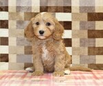 Joy - Female Bernedoodle (Miniature)-Cavapoo (Miniature) Mix Puppy for Sale - Photo #3