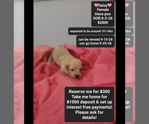 Havapoo Puppy for sale in TUCSON, AZ, USA