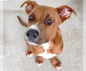 Rhodesian Ridgeback Dogs for adoption in Houston, TX, USA