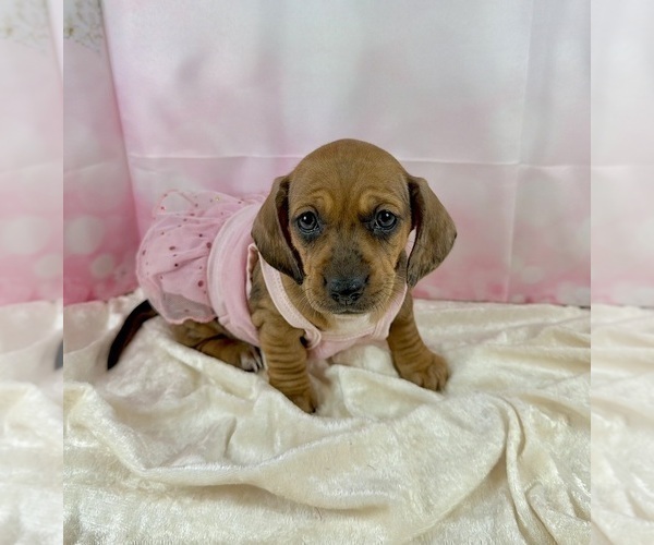 Medium Photo #44 Dachshund Puppy For Sale in CASSVILLE, MO, USA