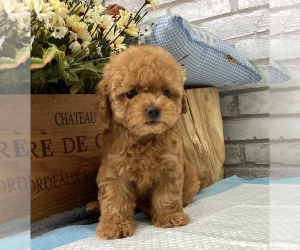 Medium Photo #5 Poodle (Toy) Puppy For Sale in SAN MATEO, CA, USA