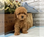 Small Photo #5 Poodle (Toy) Puppy For Sale in SAN MATEO, CA, USA