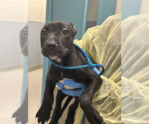 Mutt Dogs for adoption in Las Vegas, NV, USA