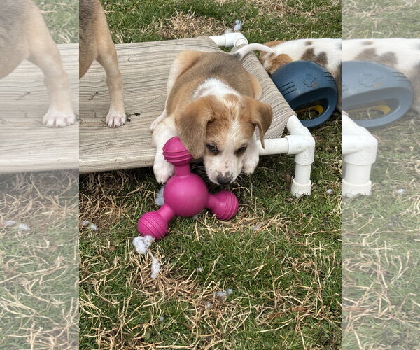 Medium Photo #15 American Foxhound Puppy For Sale in Holly Springs, NC, USA