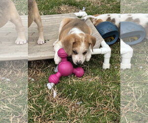 American Foxhound Dogs for adoption in Holly Springs, NC, USA