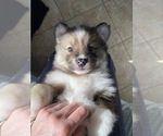 Small Photo #2 Pomsky Puppy For Sale in RALEIGH, NC, USA