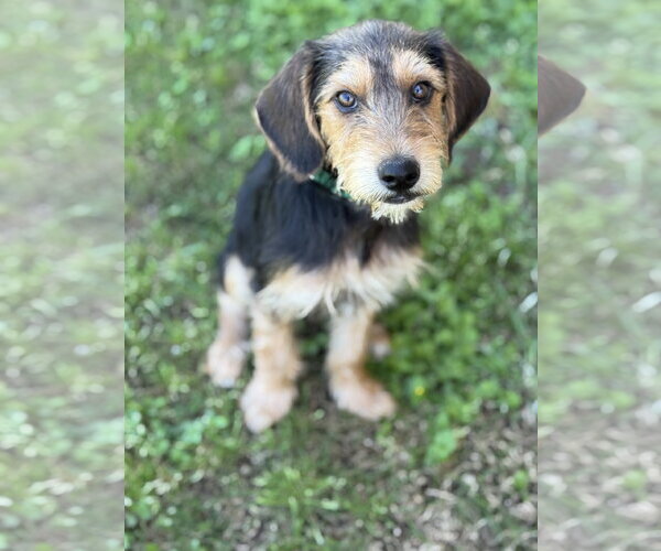 Medium Photo #12 Beagle-Unknown Mix Puppy For Sale in PIPE CREEK, TX, USA