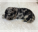 Small Photo #6 Poodle (Standard) Puppy For Sale in COMMERCE, GA, USA