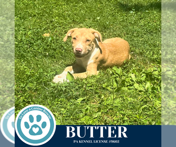 Medium Photo #2 Labrador Retriever-Unknown Mix Puppy For Sale in Kimberton, PA, USA