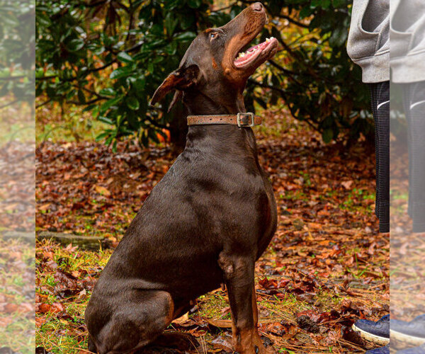 Medium Photo #45 Doberman Pinscher Puppy For Sale in FORT LAUDERDALE, FL, USA