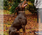 Small #12 Doberman Pinscher