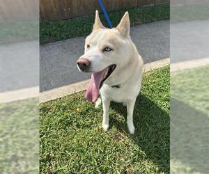 - Mix Dogs for adoption in Houston, TX, USA