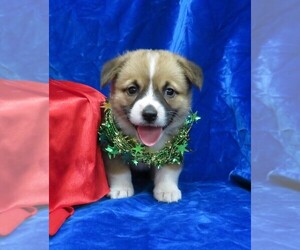 Pembroke Welsh Corgi Puppy for sale in NORWOOD, MO, USA