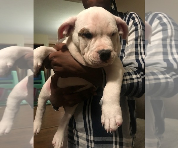 Medium Photo #4 American Bully Puppy For Sale in BOONE, IA, USA