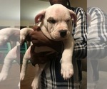 Small #3 American Bully
