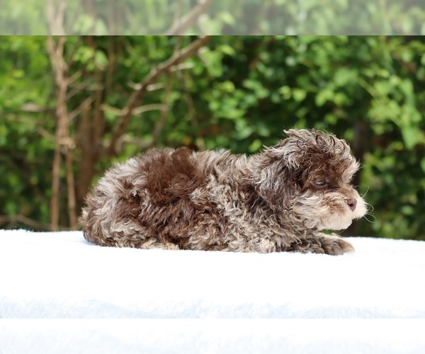 Medium Photo #26 ShihPoo Puppy For Sale in DYERSBURG, TN, USA