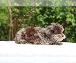 Small #25 ShihPoo