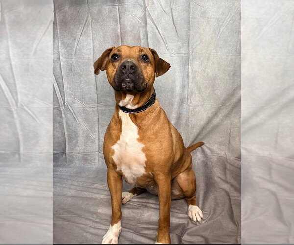 Medium Photo #10 Boxer-Rhodesian Ridgeback Mix Puppy For Sale in Richmond, IN, USA