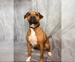 Small #9 Boxer-Rhodesian Ridgeback Mix