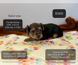 Morkie Puppy for sale in TUCSON, AZ, USA