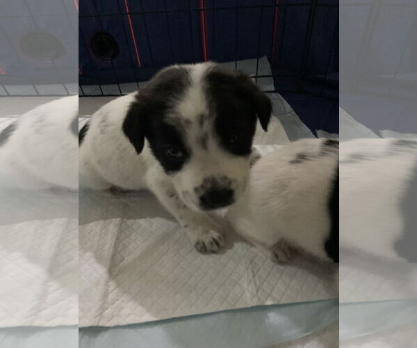 Medium Photo #1 Labrador Retriever-Unknown Mix Puppy For Sale in The Woodlands, TX, USA