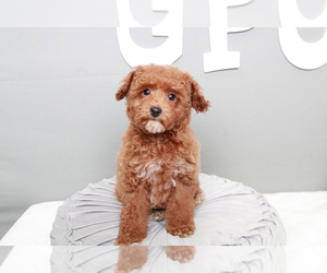 Poodle (Miniature) Puppy for sale in MARIETTA, GA, USA