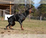 Small #10 Doberman Pinscher