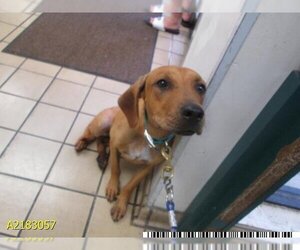 Plott Hound Dogs for adoption in West Palm Beach, FL, USA