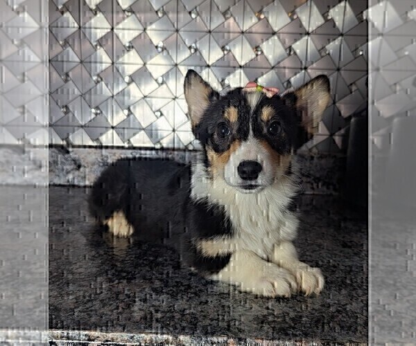 Medium Photo #2 Pembroke Welsh Corgi Puppy For Sale in GOSHEN, IN, USA