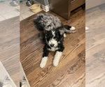 Small #2 Aussiedoodle