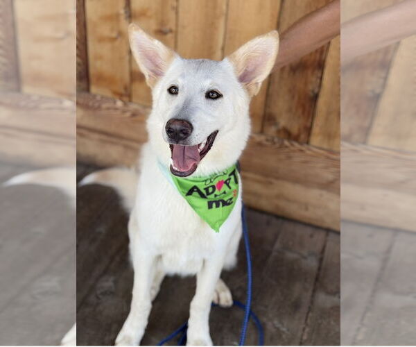 Medium Photo #4 Huskies -white german shepherd Mix Puppy For Sale in Euless, TX, USA