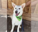 Small #3 Huskies -white german shepherd Mix