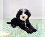 Small #2 Bernedoodle (Miniature)