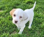 Puppy Misty English Setter