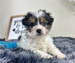 Image preview for Ad Listing. Nickname: Calvin