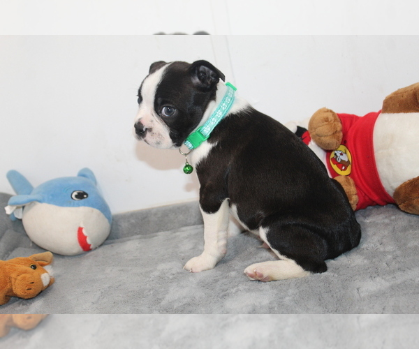 Medium Photo #11 Boston Terrier Puppy For Sale in BROOKSVILLE, FL, USA