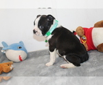Nash - Male Boston Terrier Puppy for Sale - Photo #11