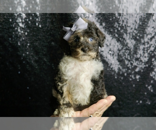 Medium Photo #56 Poodle (Toy) Puppy For Sale in WARSAW, IN, USA