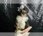 Small #9 Poodle (Toy)