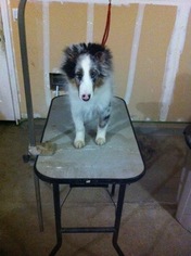Shetland Sheepdog Puppy for sale in DALY CITY, CA, USA