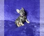 Small Photo #8 French Bulldog Puppy For Sale in KENNESAW, GA, USA