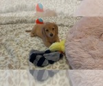 Image preview for Ad Listing. Nickname: Bobby AKC