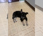 Small #5 Gerberian Shepsky