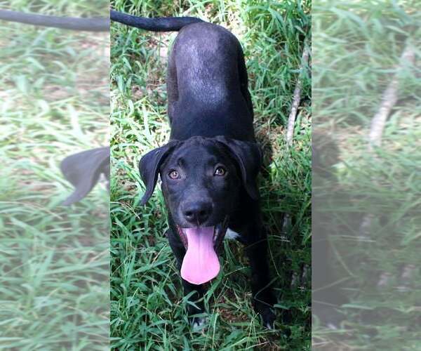 Medium Photo #2 Labrador Retriever Puppy For Sale in FRAMINGHAM, MA, USA