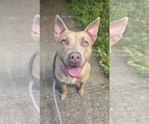 Mutt Dogs for adoption in Rockaway, NJ, USA