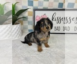 Small #1 Dachshund