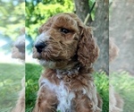 Small Photo #9 Poodle (Standard)-Unknown Mix Puppy For Sale in LEXINGTON, IN, USA