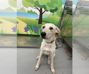 Anatolian Shepherd-Unknown Mix Dogs for adoption in Waco, TX, USA